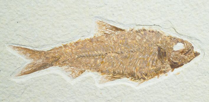 Inch Knightia Fossil Fish #4663